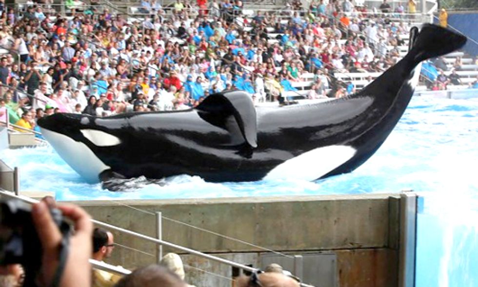 Sea World Responds to Blackfish Documentary, Sea Shepherd Sets the Record Straight