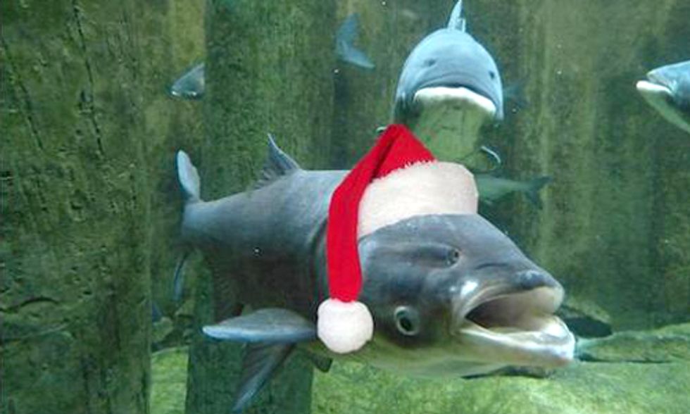 The Twelve Days of Invasive Species in the Great Lakes