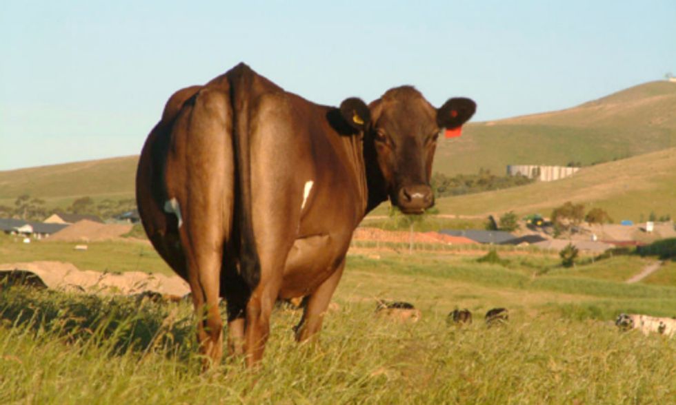 Tax Meat to Reduce Methane Emissions and Global Warming, Say Scientists