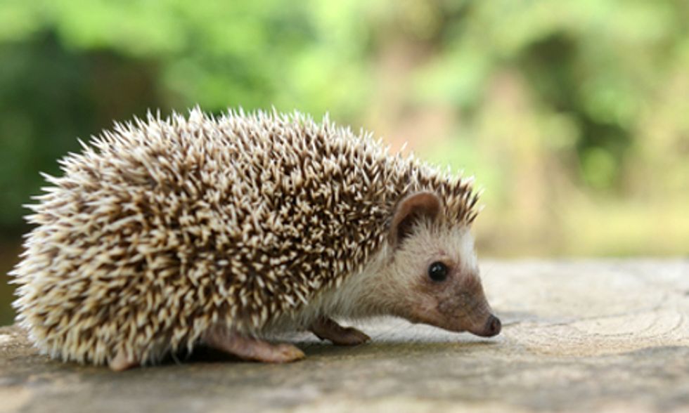 Extreme Weather Puts UK's Hedgehog Population at Risk