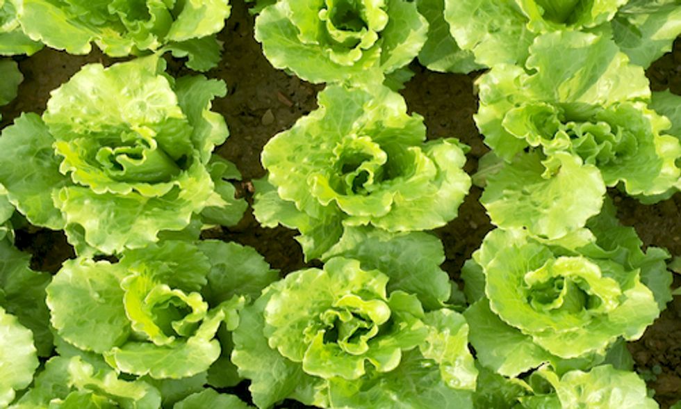 10 Incredible Plant Facts You Didn't Know