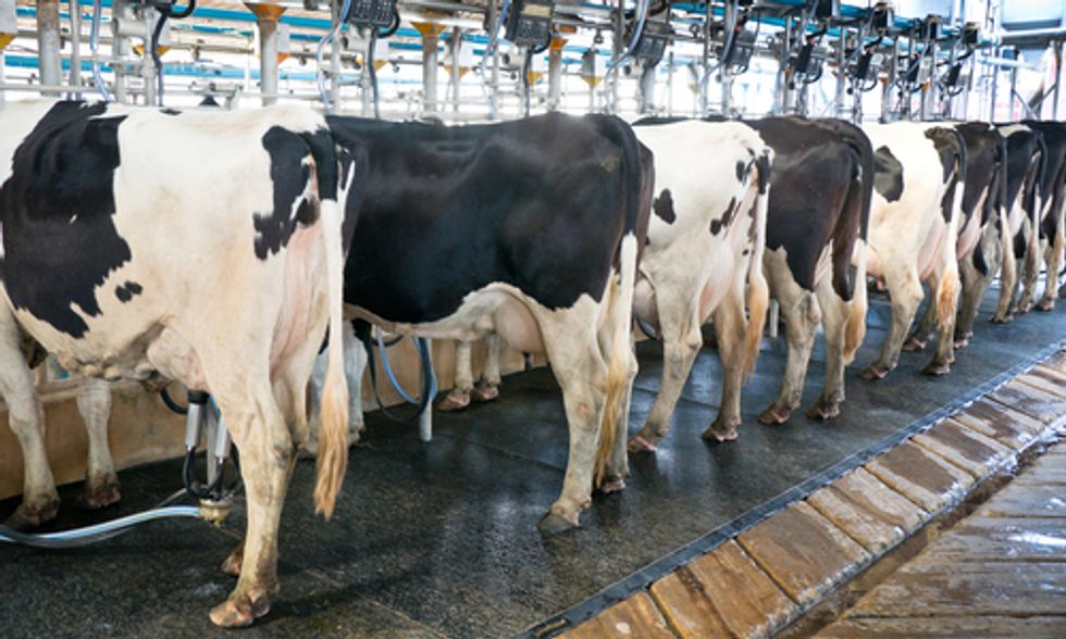 Alternatives to Factory Farmed Milk