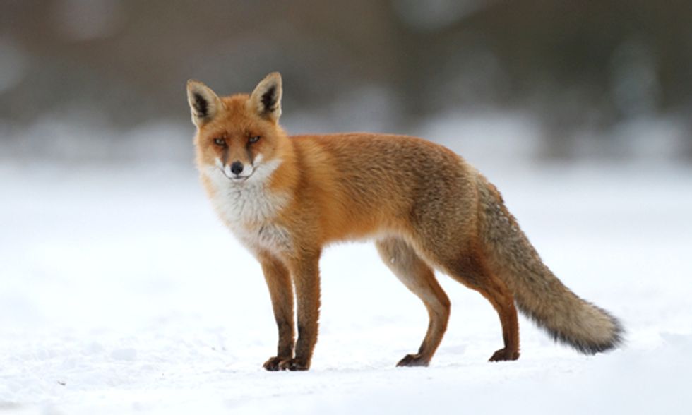 Documentary Exposes Wildlife Services' Secret Killings