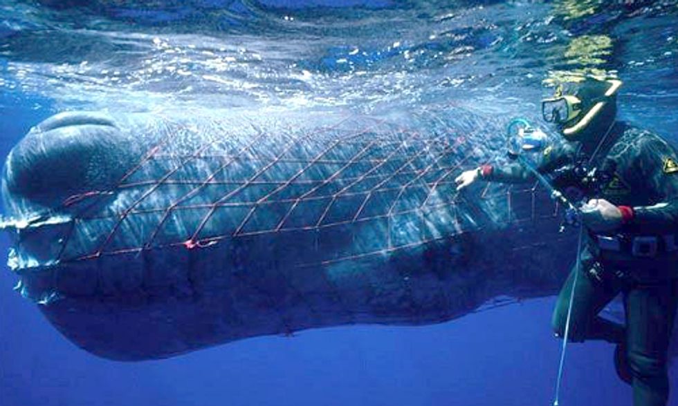 What's the Cost of Putting Wild-Caught Seafood on the Table? 650,000 Marine Mammals Killed or Injured Annually