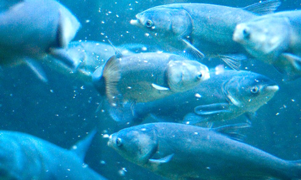 Confirmed: Band-Aid Approach Won't Keep Asian Carp Out of Great Lakes