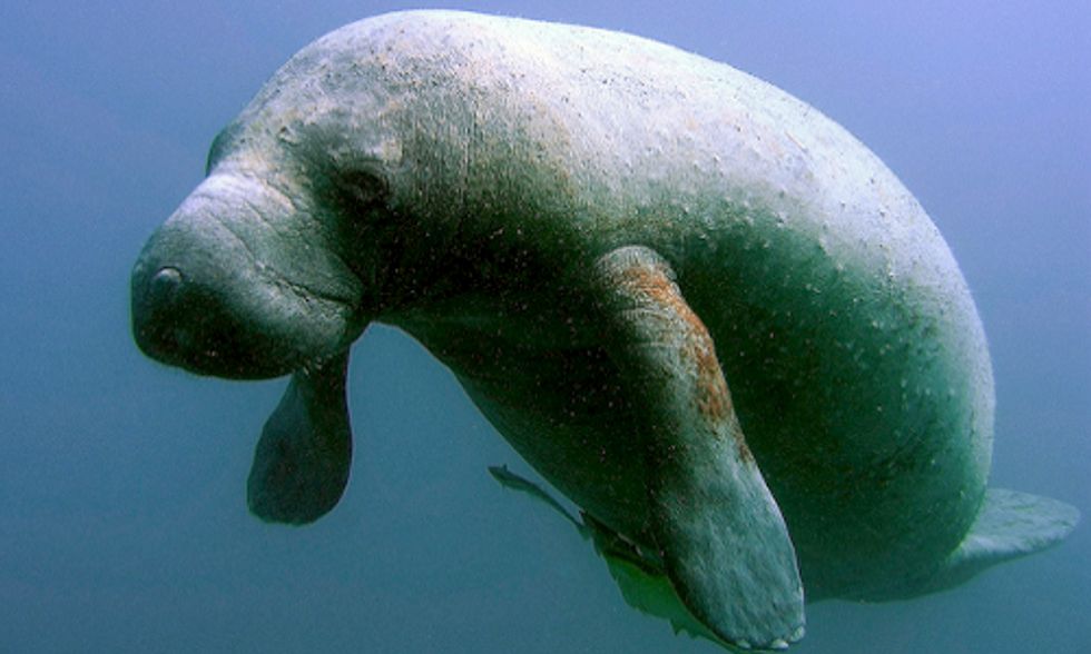 2013 Deadliest Year On Record for Manatees