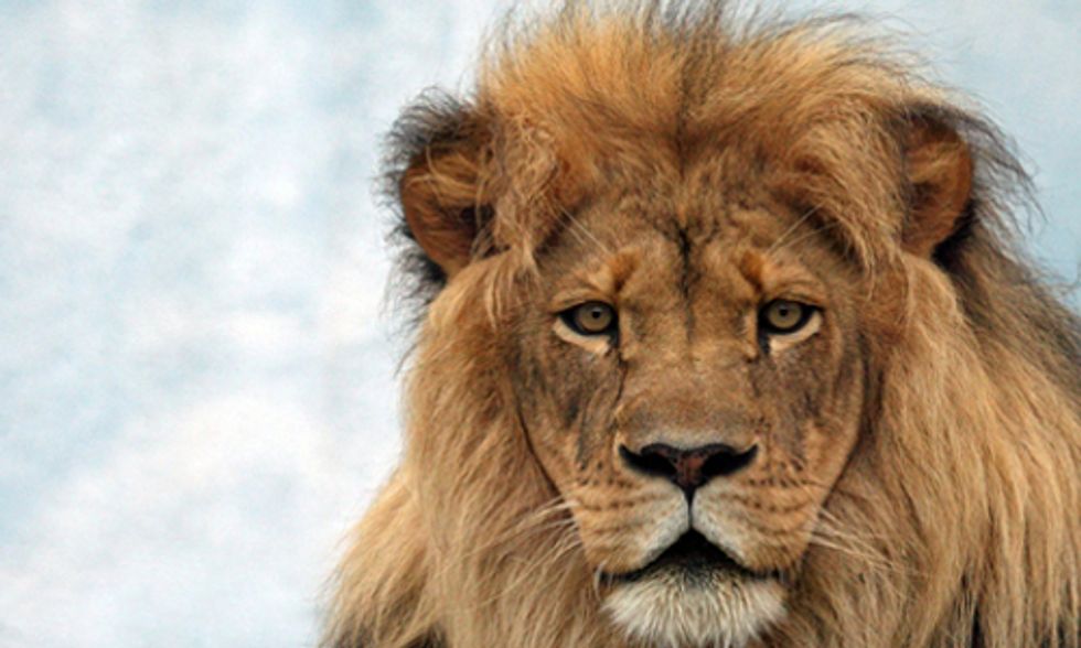 Loss of Large Carnivores Poses Global Conservation Problem