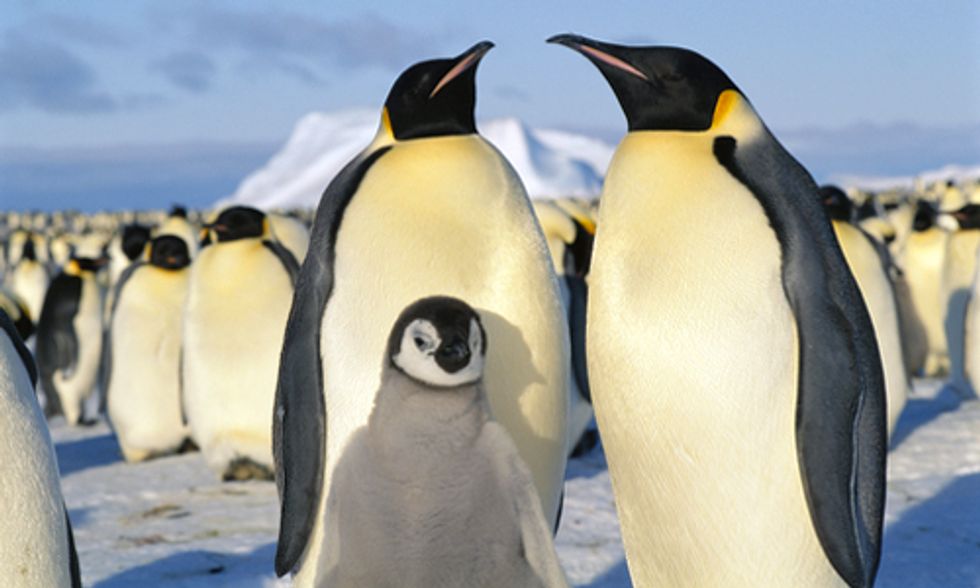 Emperor Penguins Move Breeding Grounds Due to Diminishing Antarctic Sea Ice