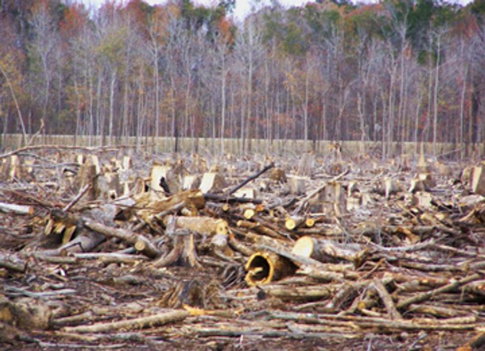 Our Forests Aren't Fuel: New Campaign Against Burning American Forests for Electricity