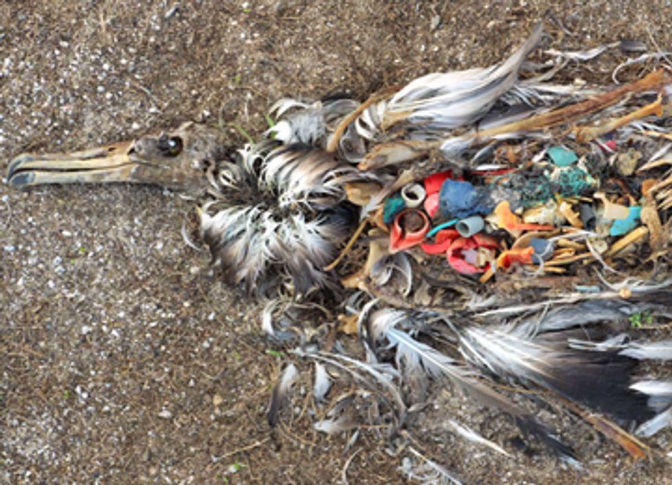 California Marine Plastic Pollution Policy Tangled Up in Committee