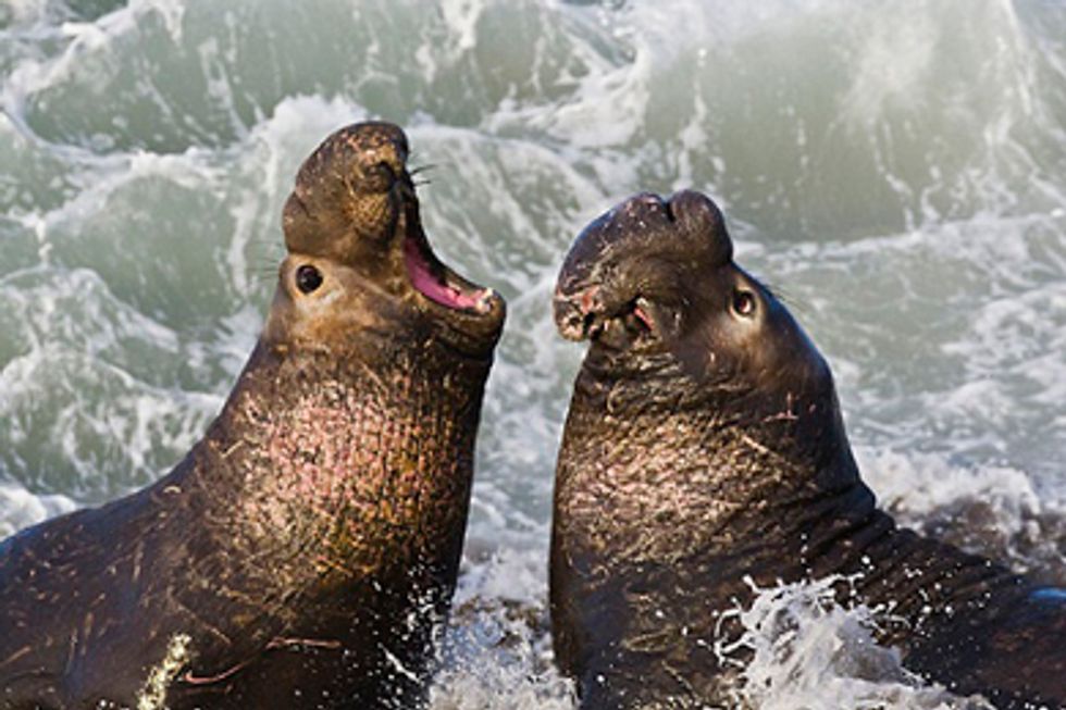Swine Flu Discovered in Marine Mammals