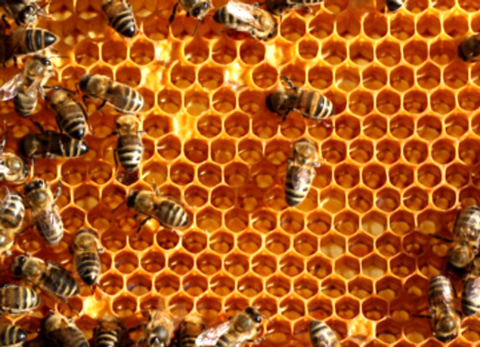 EU Flags Another Bee-Killing Pesticide While EPA Drags Feet