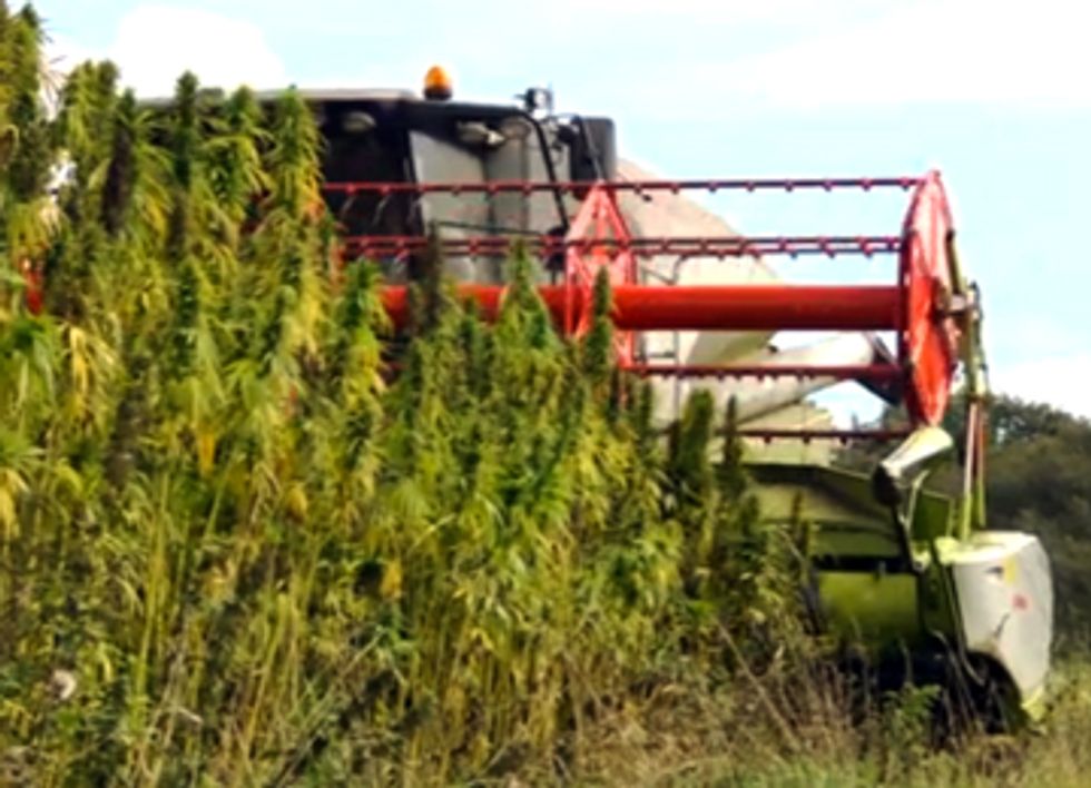 Industrial Hemp: The Answer for a Greener Future