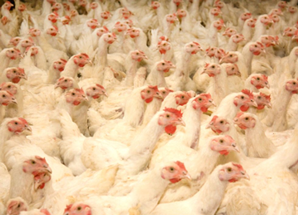 China's Growing Hunger for Meat Leads to Copycatting U.S. Factory Farms