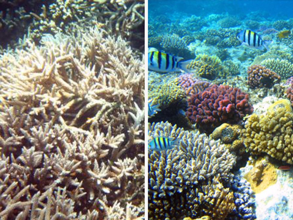 Coral Reef Ecosystems Devastated by Climate Change