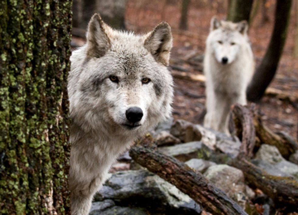 Wolves Poised to Lose Endangered Species Act Protections