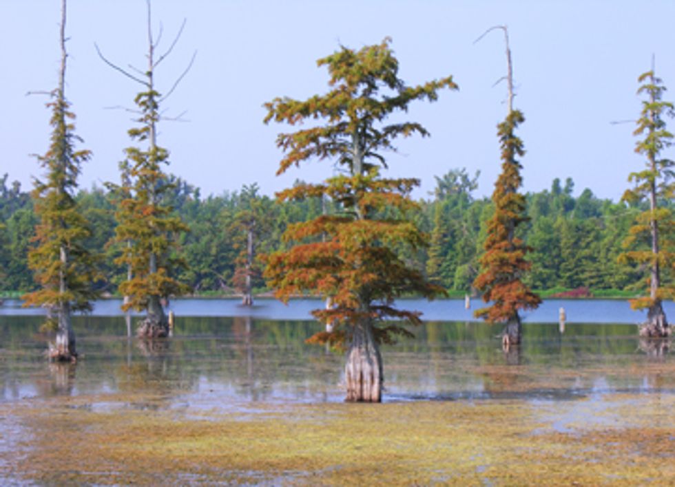 Massive Wetlands Destruction Project Still Pending