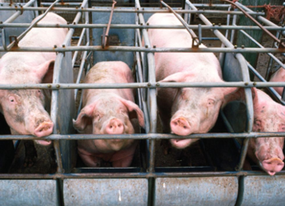 Study Reveals Disturbing Effects of GMO Feed on Pigs