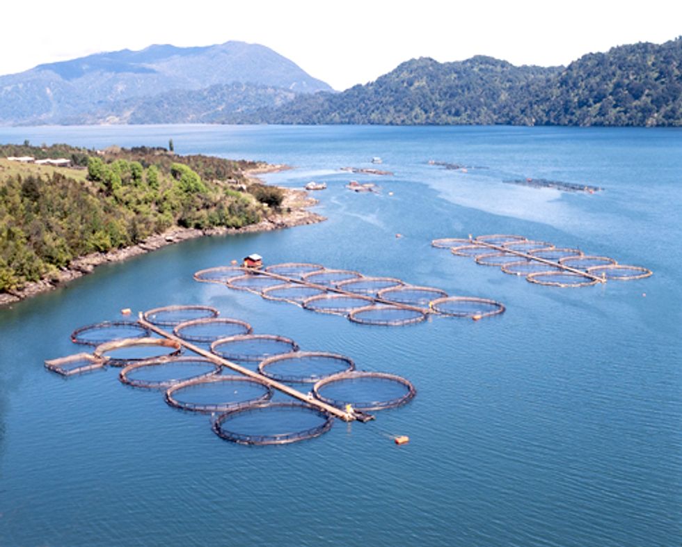 Farmed Fish Production Overtakes Beef