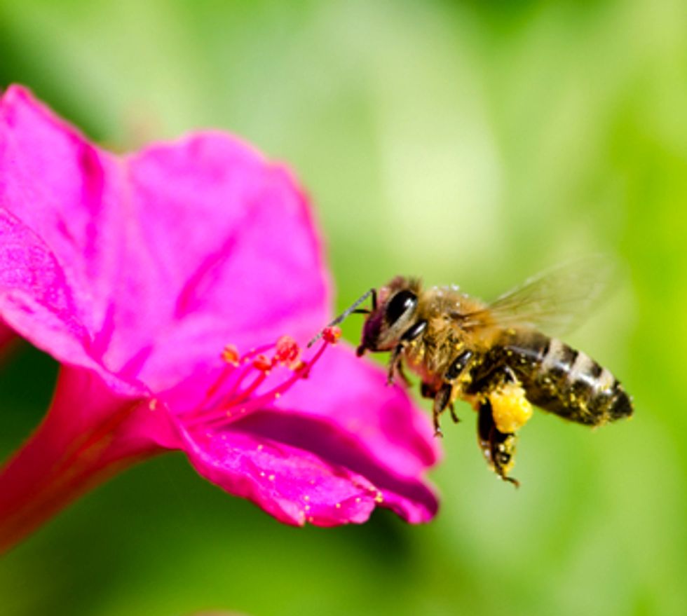 Study Finds Honey Bee Colony Losses More Than Double Since Last Winter