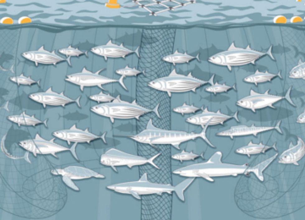 Are There Plenty of Fish in the Sea?