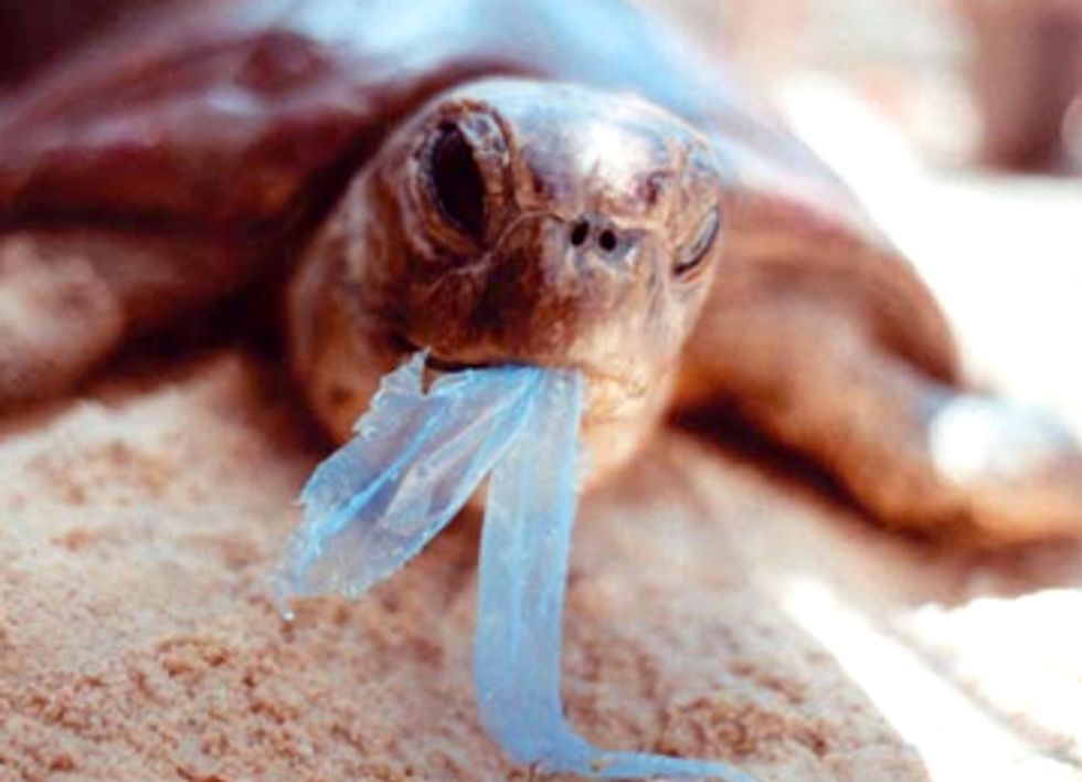Los Angeles Enacts Plastic Bag Ban, Strengthens Statewide Movement