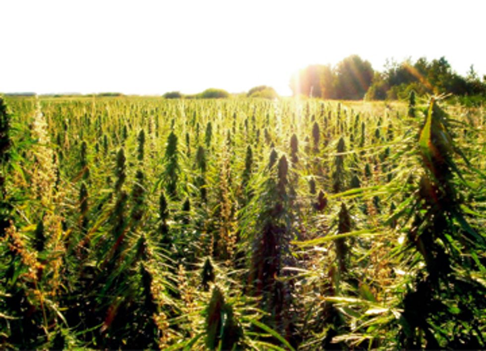 Pro-Hemp Legislation Introduced in House Farm Bill