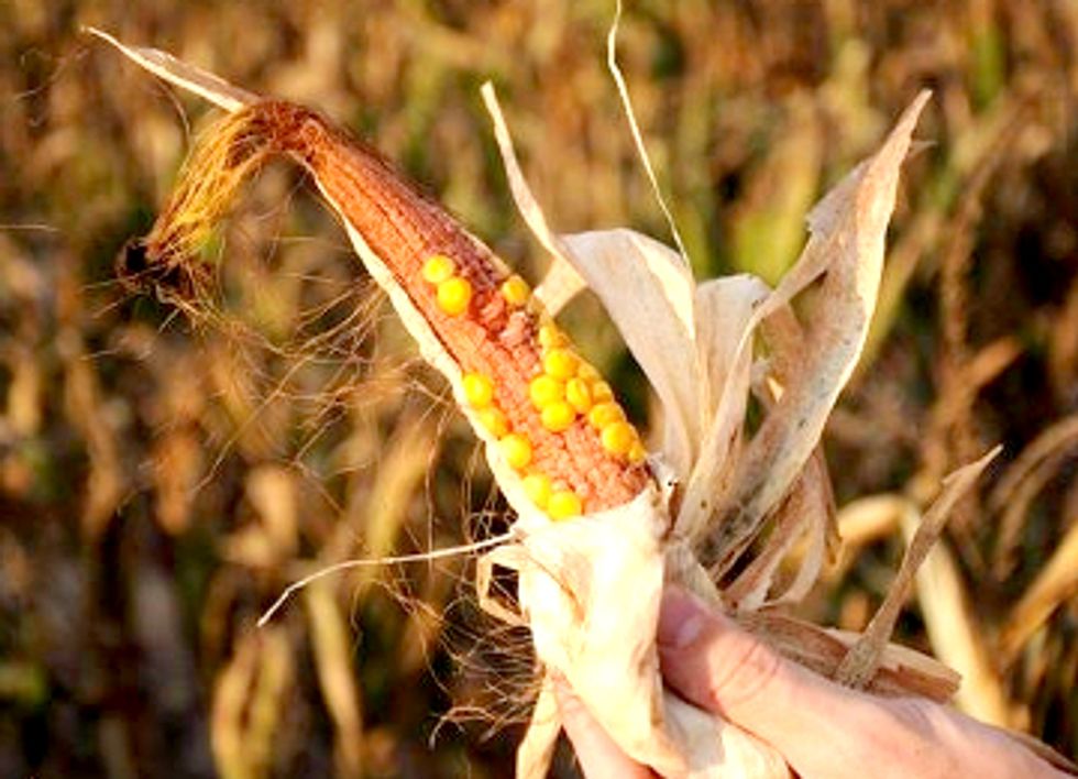 The Fake Promises of GE Crops