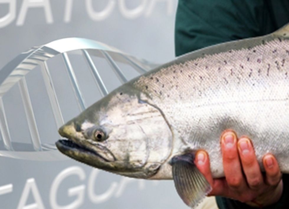 Historic Amendment to Require GE Salmon Labeling Passes Senate Committee