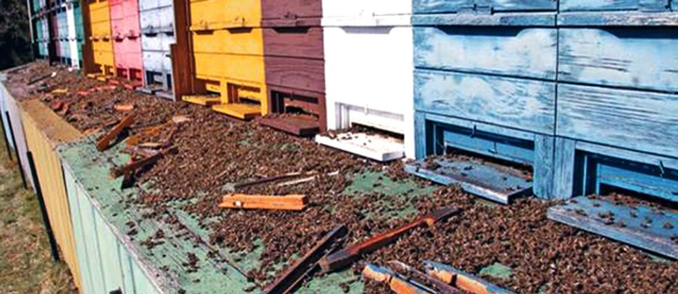 House Adds Honey Bee and Pollinator Protections to Farm Bill