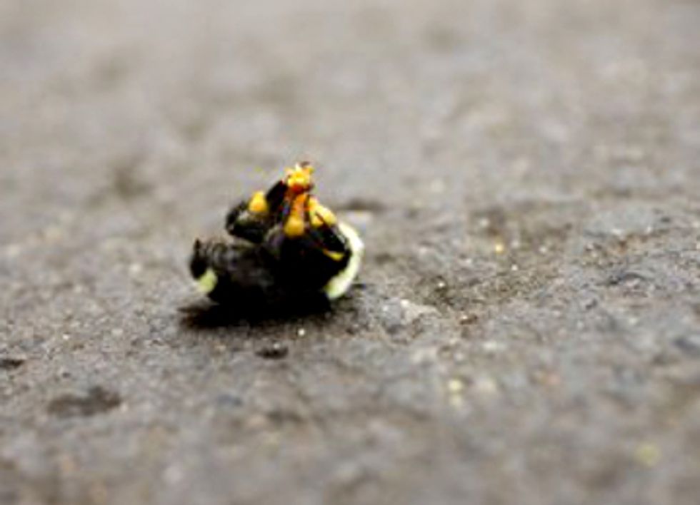 50,000 Bumblebees Dead After Neonicotinoid Pesticide Use in Oregon