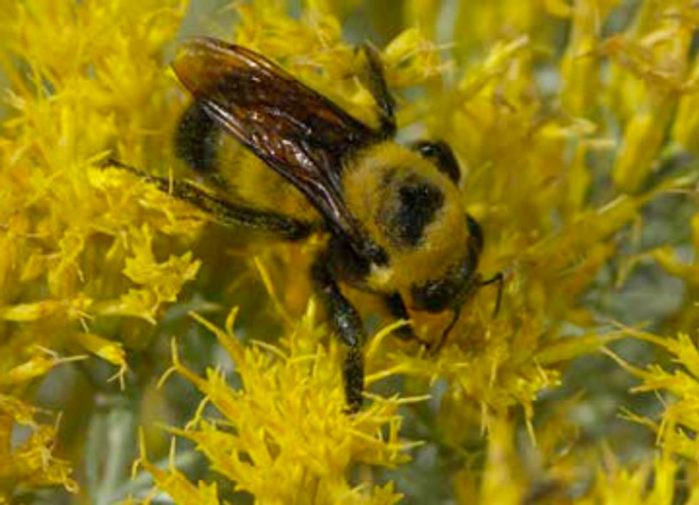 Scientists Call for End to Cosmetic Insecticide Use After Bumblebee Genocide in Oregon