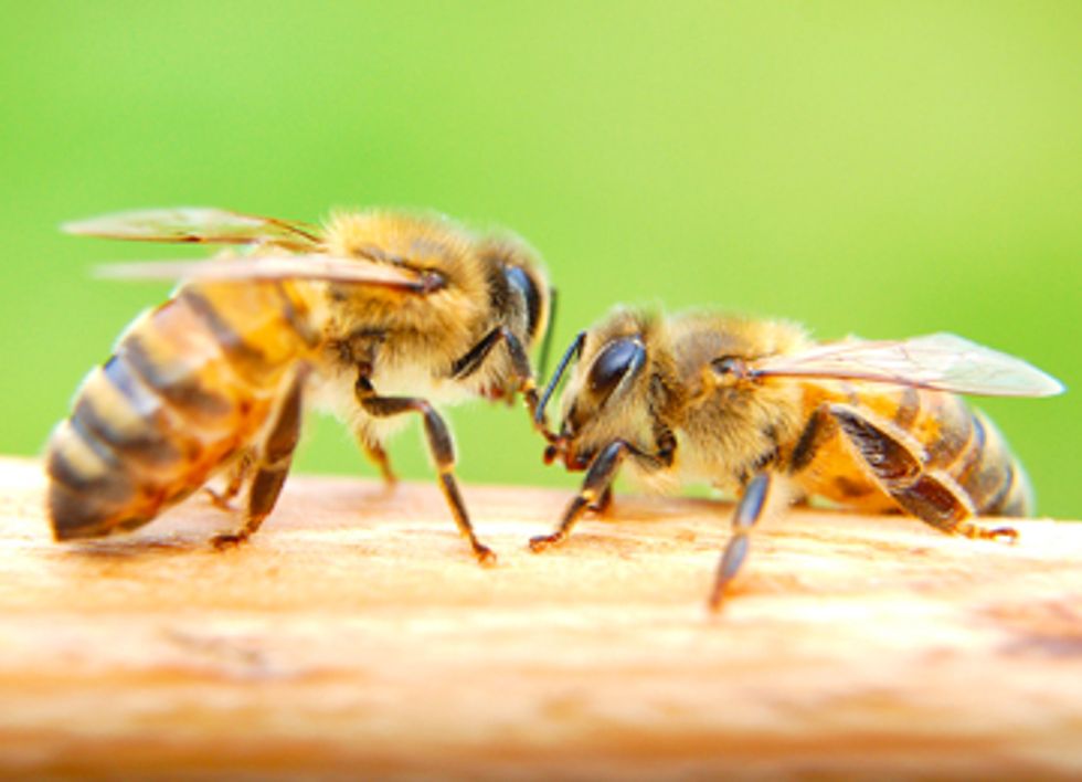 President Obama, Act Now to Save the Bees