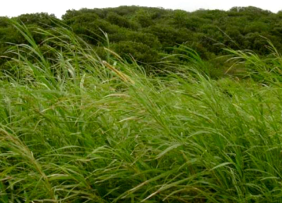 EPA Approves Use of Invasive Species for Biofuel