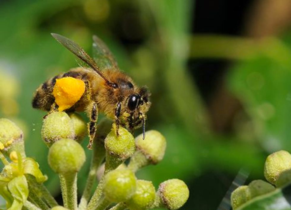 Americans Unite to Sue EPA Demanding Protection of Bees