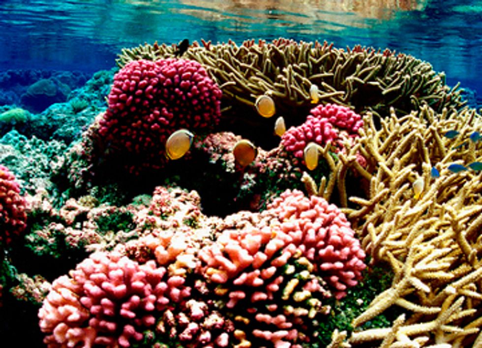 Coral Reefs Face Point of No Return