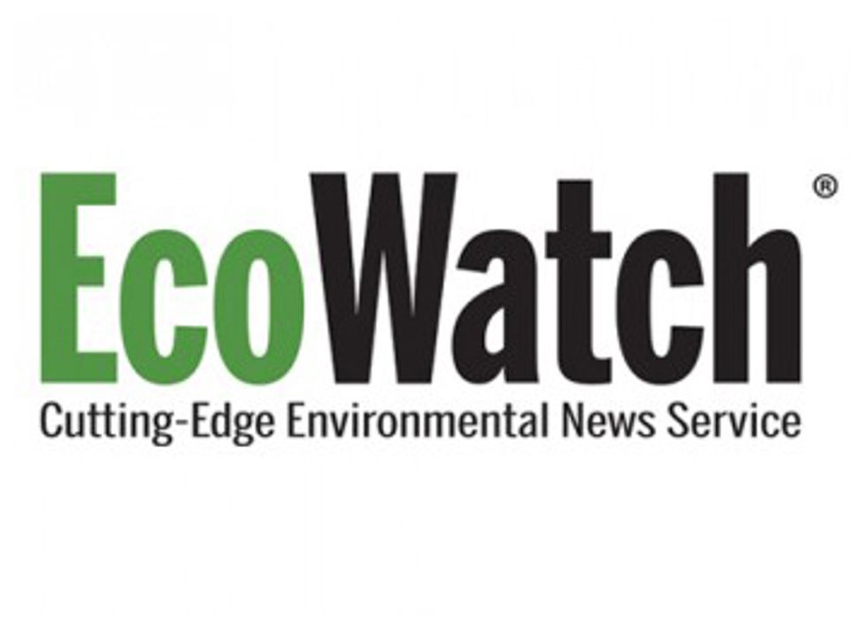 EcoWatch Is Hiring a Website Developer