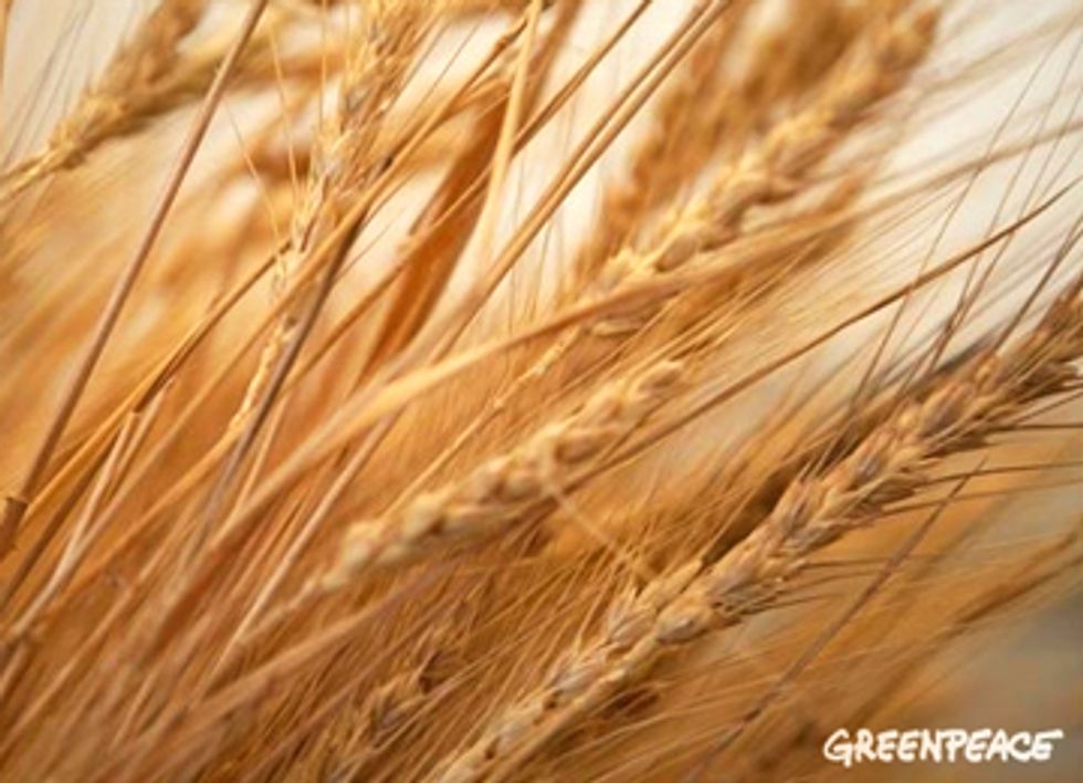Monsanto to Stop Promoting Genetically Engineered Seeds in Europe