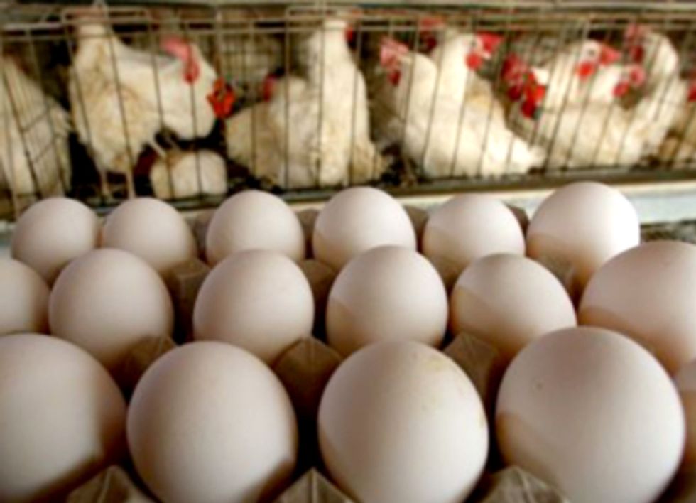 U.S. Agencies Plan to Eliminate True Organic Egg Production