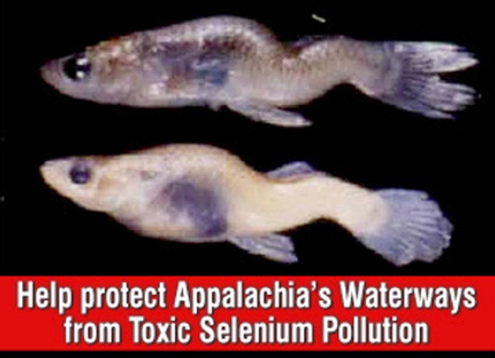 Coal Mining Industry Influences EPA’s Selenium Pollution Standards