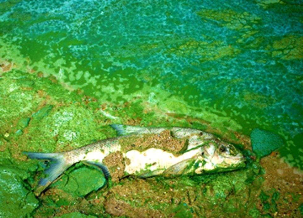 Weak Water Regulations Hurt the Economy