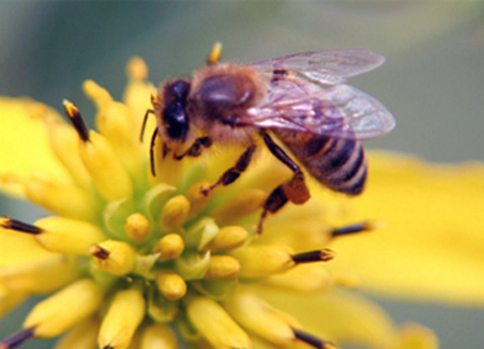 New Studies Confirm Pesticide Exposure Major Contributor to Declining Honey Bee Populations