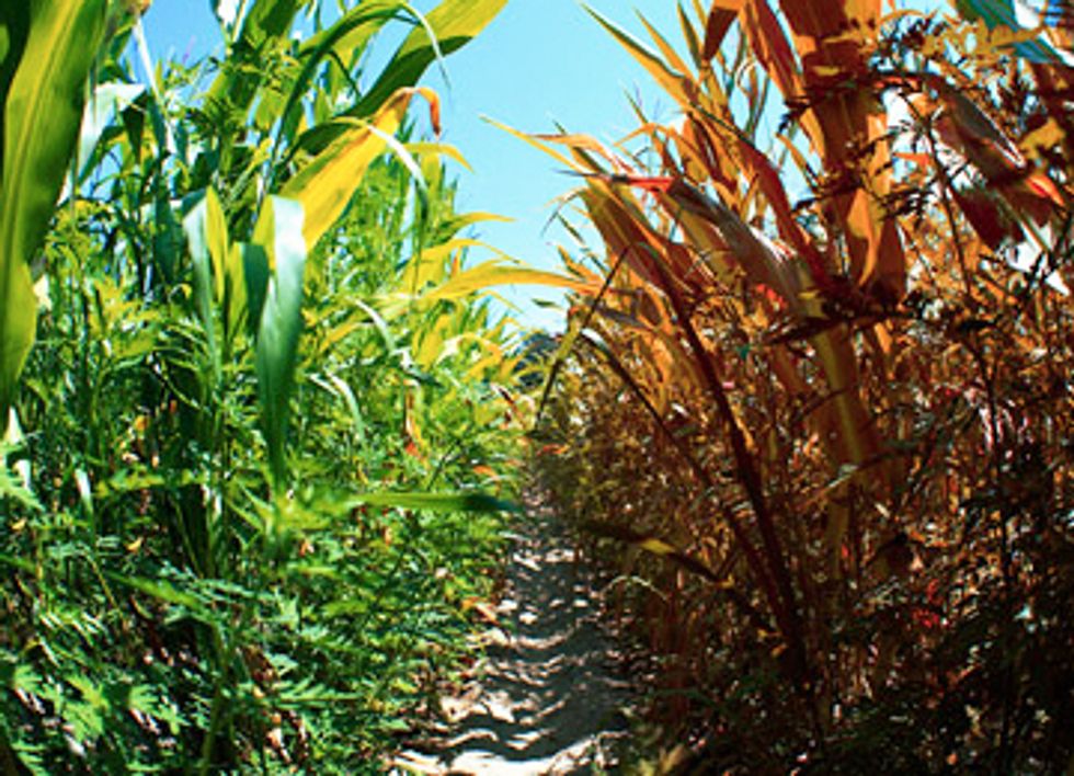 Farmers Warn Climate Change Threatens Global Food Supply