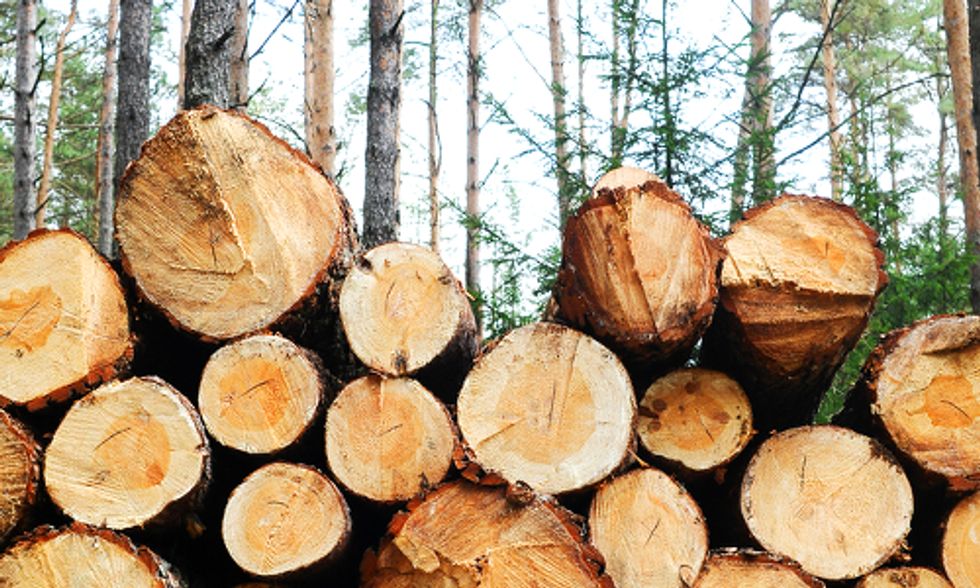4 Ways Companies Can Ensure Wood Comes From Legal Logging