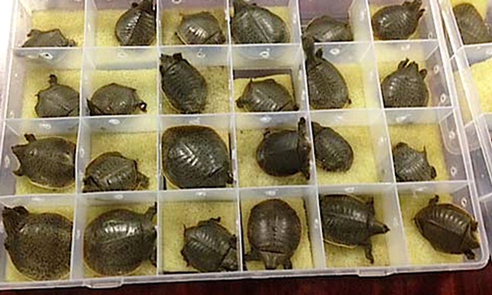 Surge in Illegal Trade of Turtles and Tortoises Spells Trouble for Rare Species