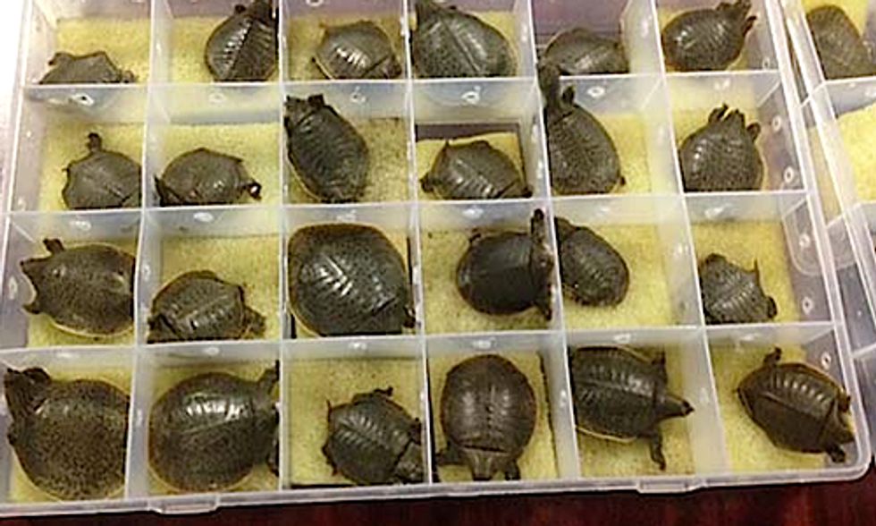 Surge In Illegal Trade Of Turtles And Tortoises Spells Trouble For Rare Species Ecowatch