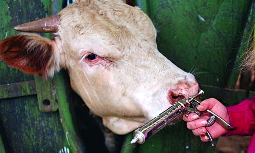 FDA Voluntary Approach to Curb Antibiotic Overuse on Factory Farms is 'Just Window Dressing'
