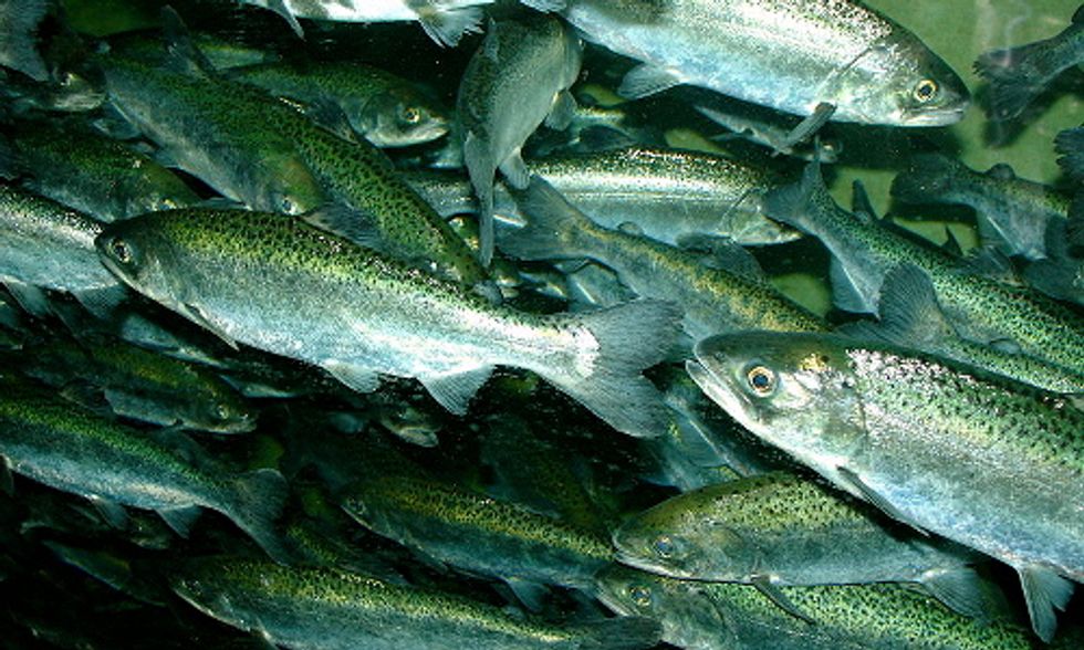 Need-to-Know Facts About Farmed Fish