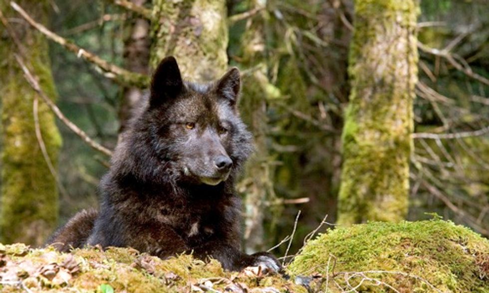 Rare Alaskan Wolves Considered for Endangered Species List