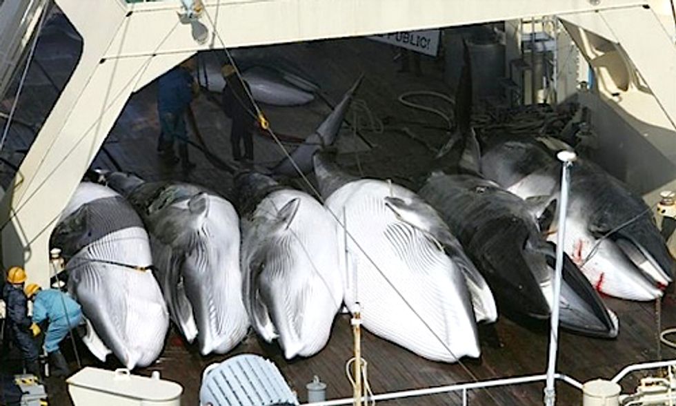International Court Rules Japan’s ‘Research’ Whaling Illegal in Landmark Case
